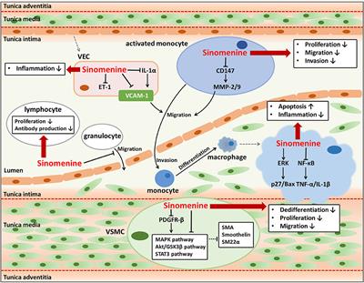 Sinomenine in Cardio-Cerebrovascular Diseases: Potential Therapeutic Effects and Pharmacological Evidences